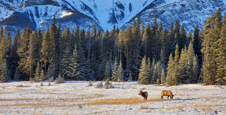 elk seen on banff wildlife adventure tour