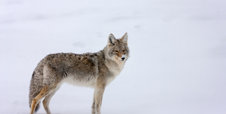 wolf seen on banff wildlife tour