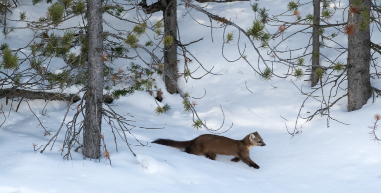 small animal seen on banff wildlife tour