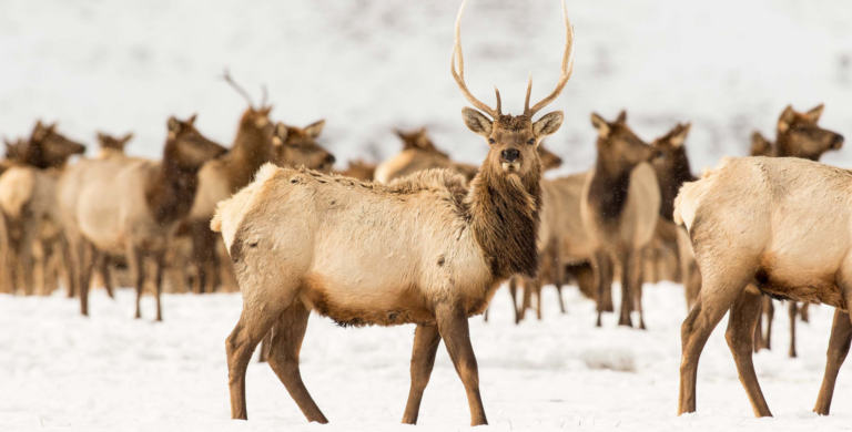 heard of elk seen on banff wildlife tour