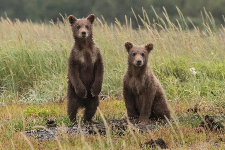bear cubs as seen on banff wildlife tour