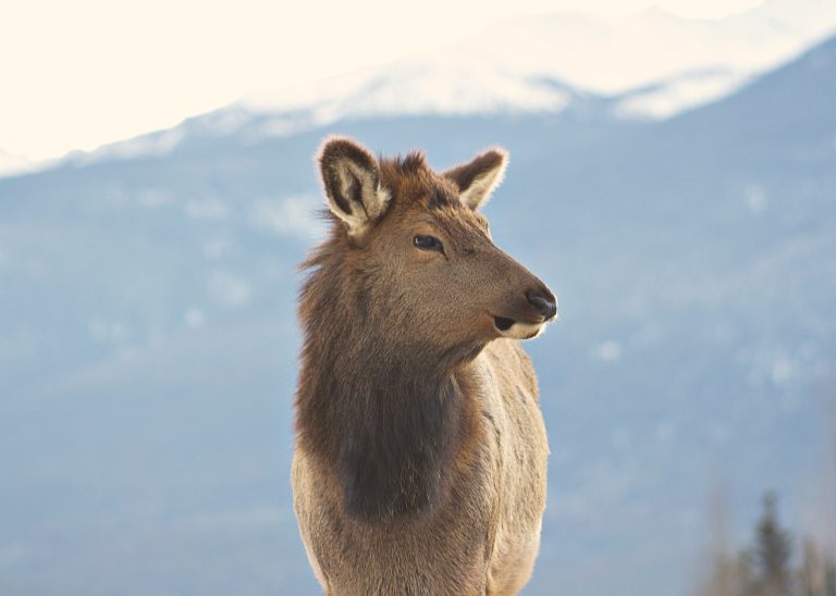 cow elk as seen on banff wildlife tour