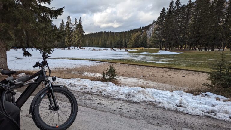 fat biking banff wildlife tour