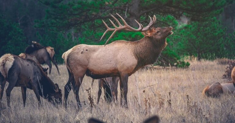 elk as seen on banff wildlife tour