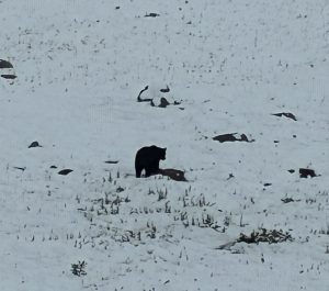 A grizzly bear walking across a snow covered meadow, Sunshine Meadows, Banff National Park